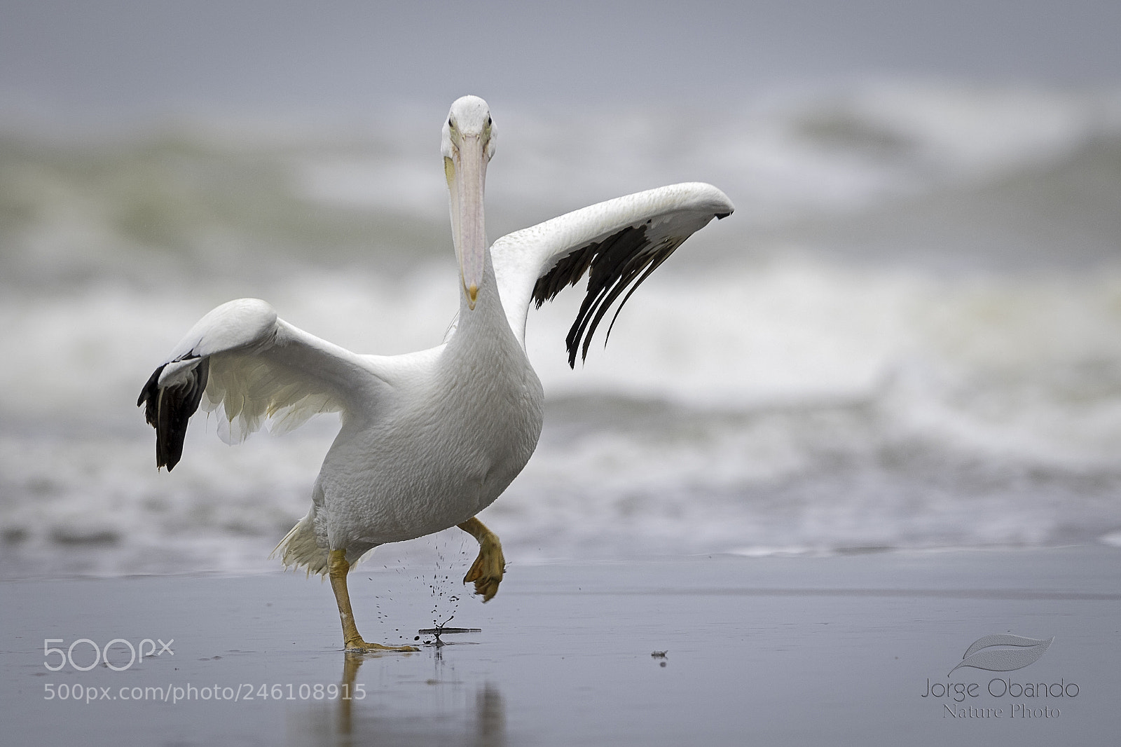 Canon EOS 7D Mark II sample photo. American white pelican photography