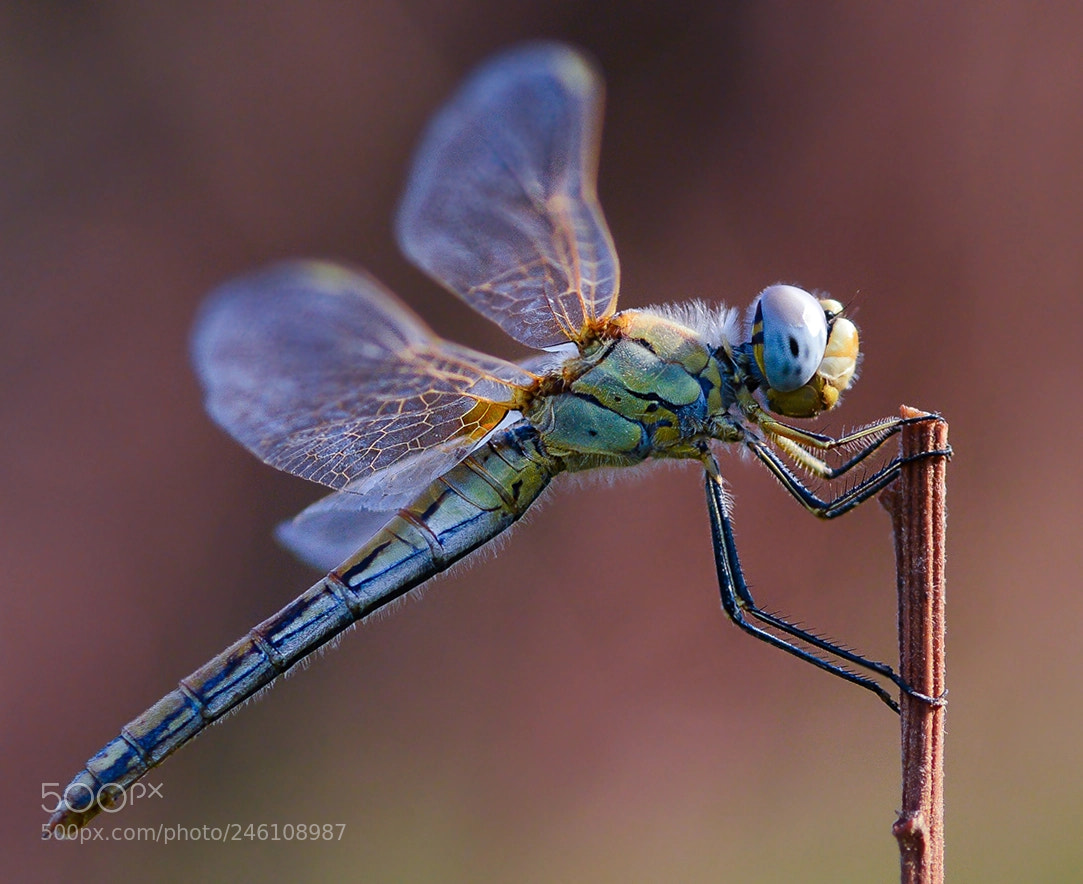 Nikon D7100 sample photo. Yusufcuk photography