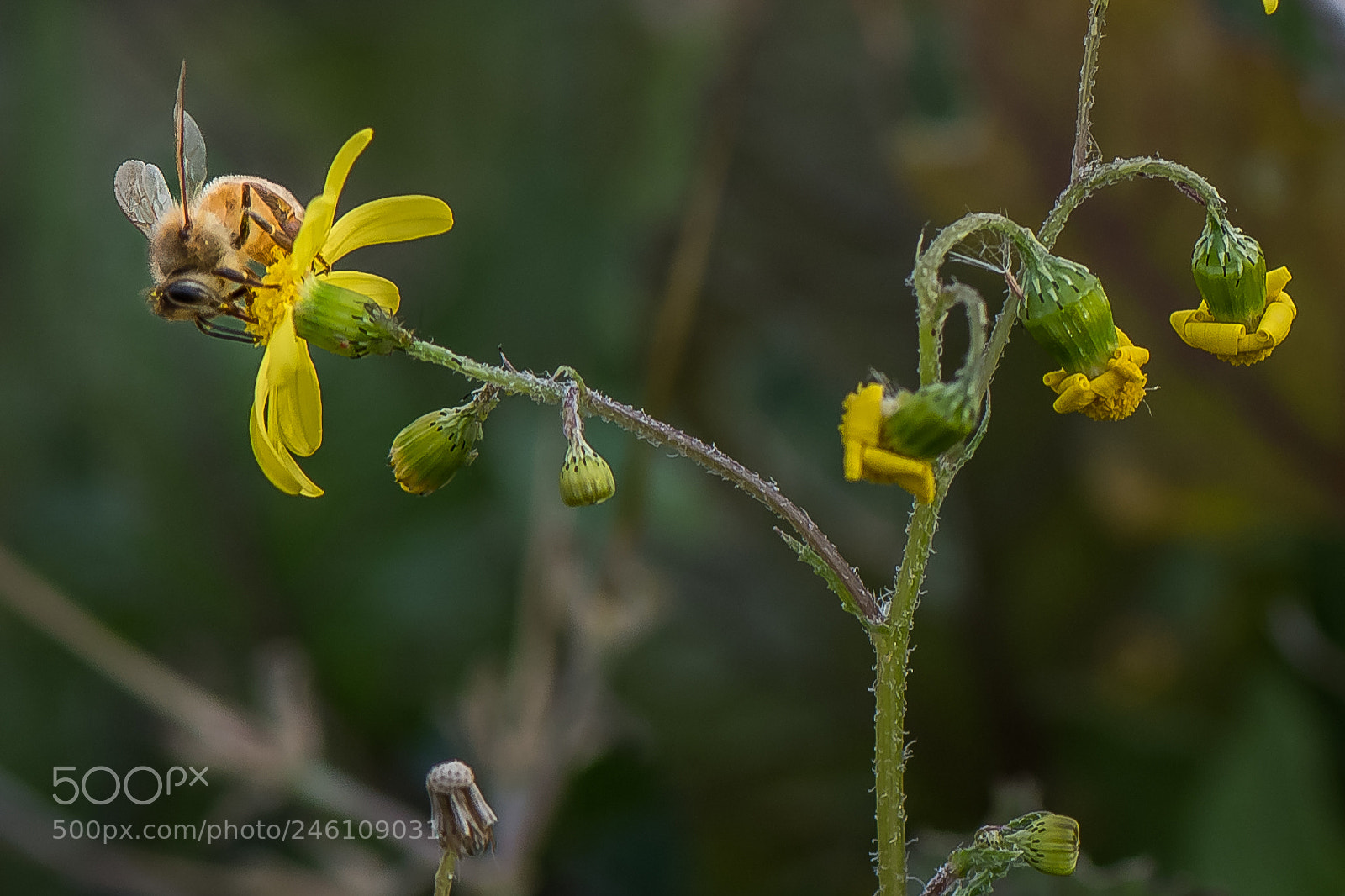 Nikon D500 sample photo. Optimism photography