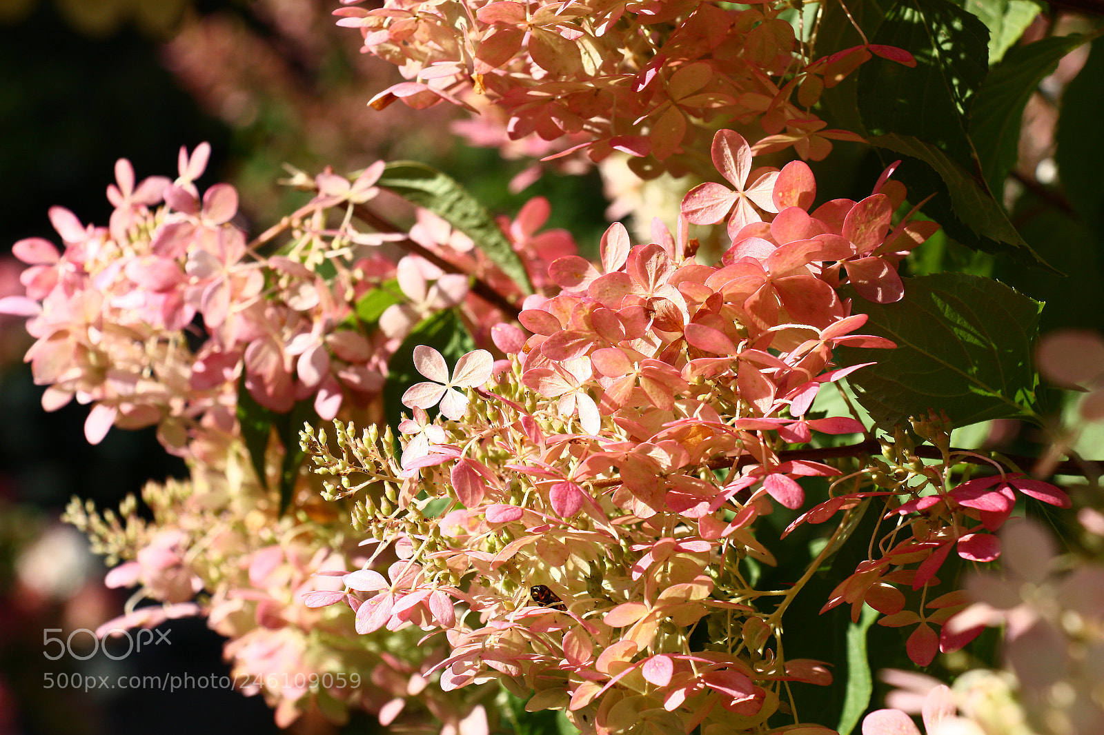 Canon EOS 450D (EOS Rebel XSi / EOS Kiss X2) sample photo. Hydrangea in light. photography