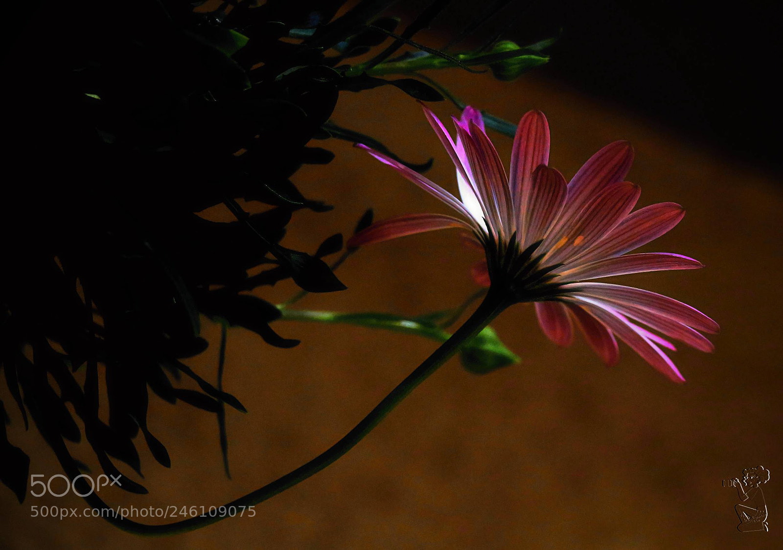 Canon EOS 650D (EOS Rebel T4i / EOS Kiss X6i) sample photo. Bornholmer magerite photography