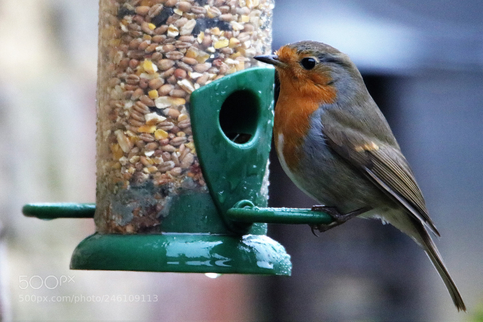 Canon EOS 750D (EOS Rebel T6i / EOS Kiss X8i) sample photo. The robin photography