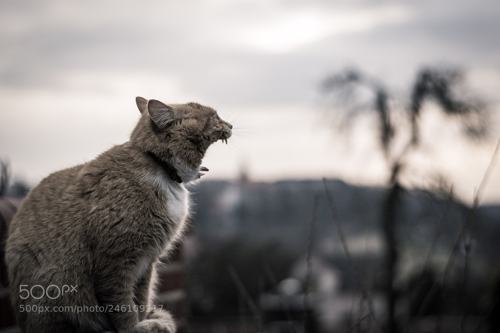 Nikon D3100 sample photo. Cat photography