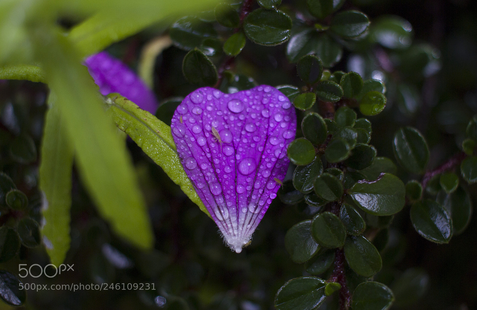 Canon EOS 600D (Rebel EOS T3i / EOS Kiss X5) sample photo. Heart shaped petal photography