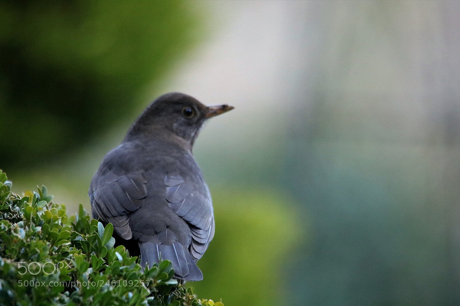 Canon EOS 750D (EOS Rebel T6i / EOS Kiss X8i) sample photo. Img photography