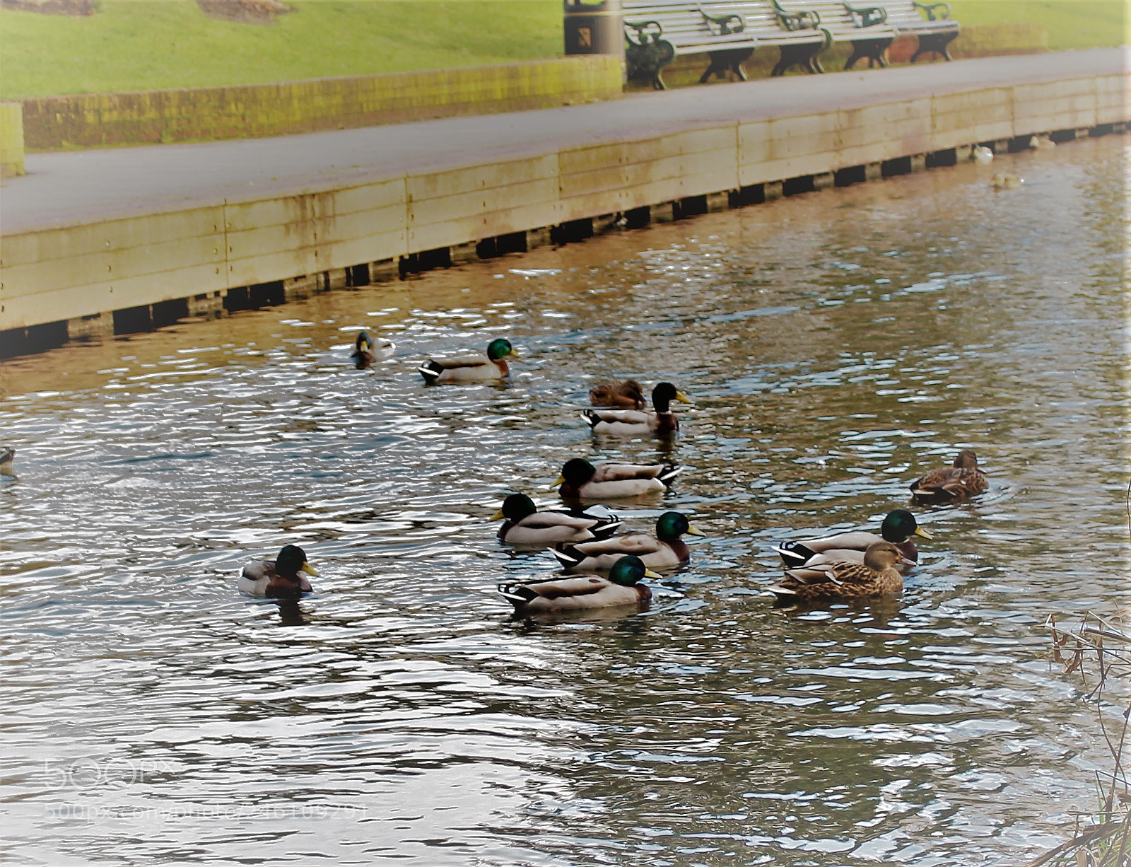 Canon EOS 700D (EOS Rebel T5i / EOS Kiss X7i) sample photo. Ducks photography