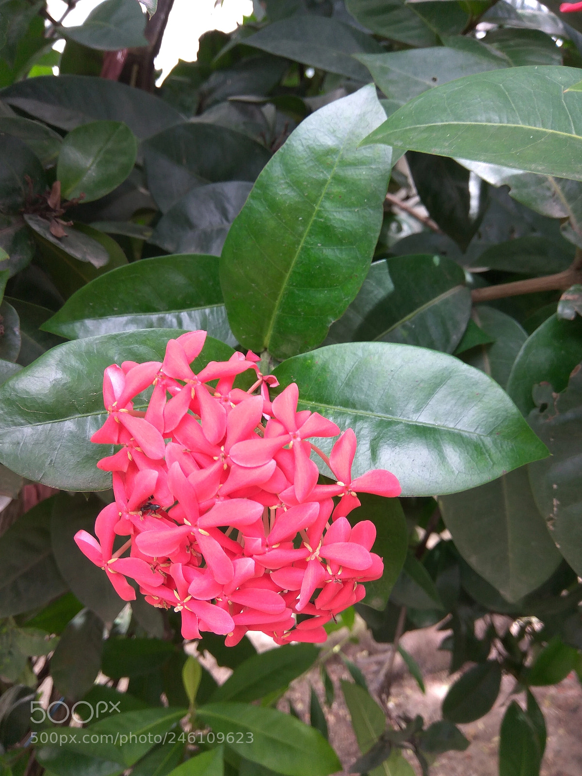 Xiaomi Redmi Note3 sample photo. Little red flower photography