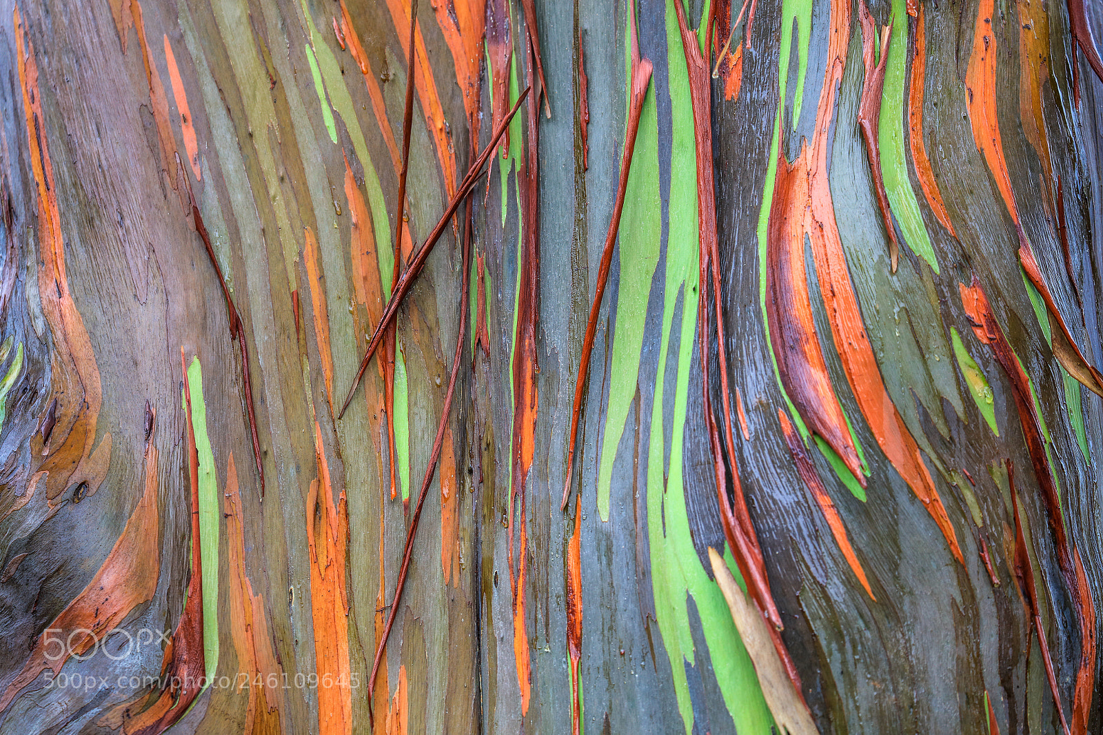 Canon EOS 5DS R sample photo. Bark photography