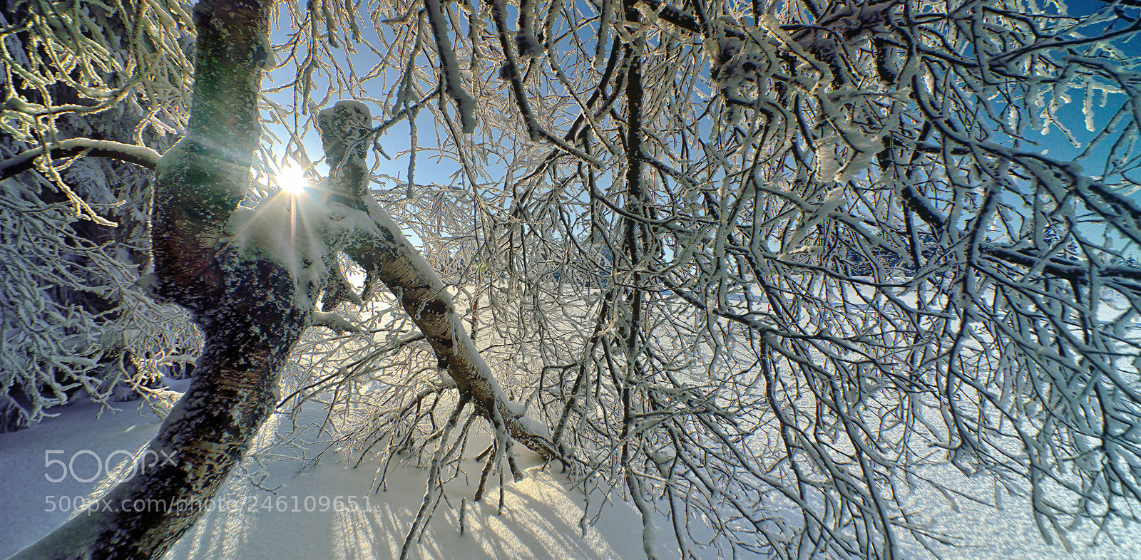 Nikon D800E sample photo. Behind photography
