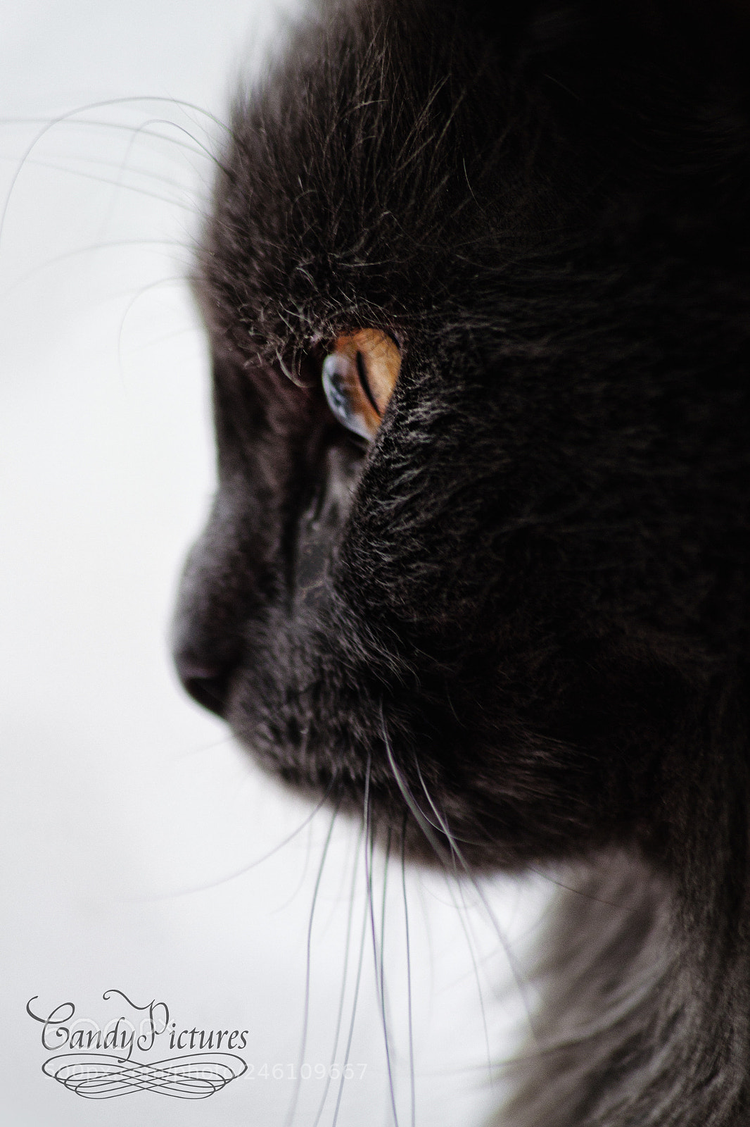 Nikon D3100 sample photo. Diva photography