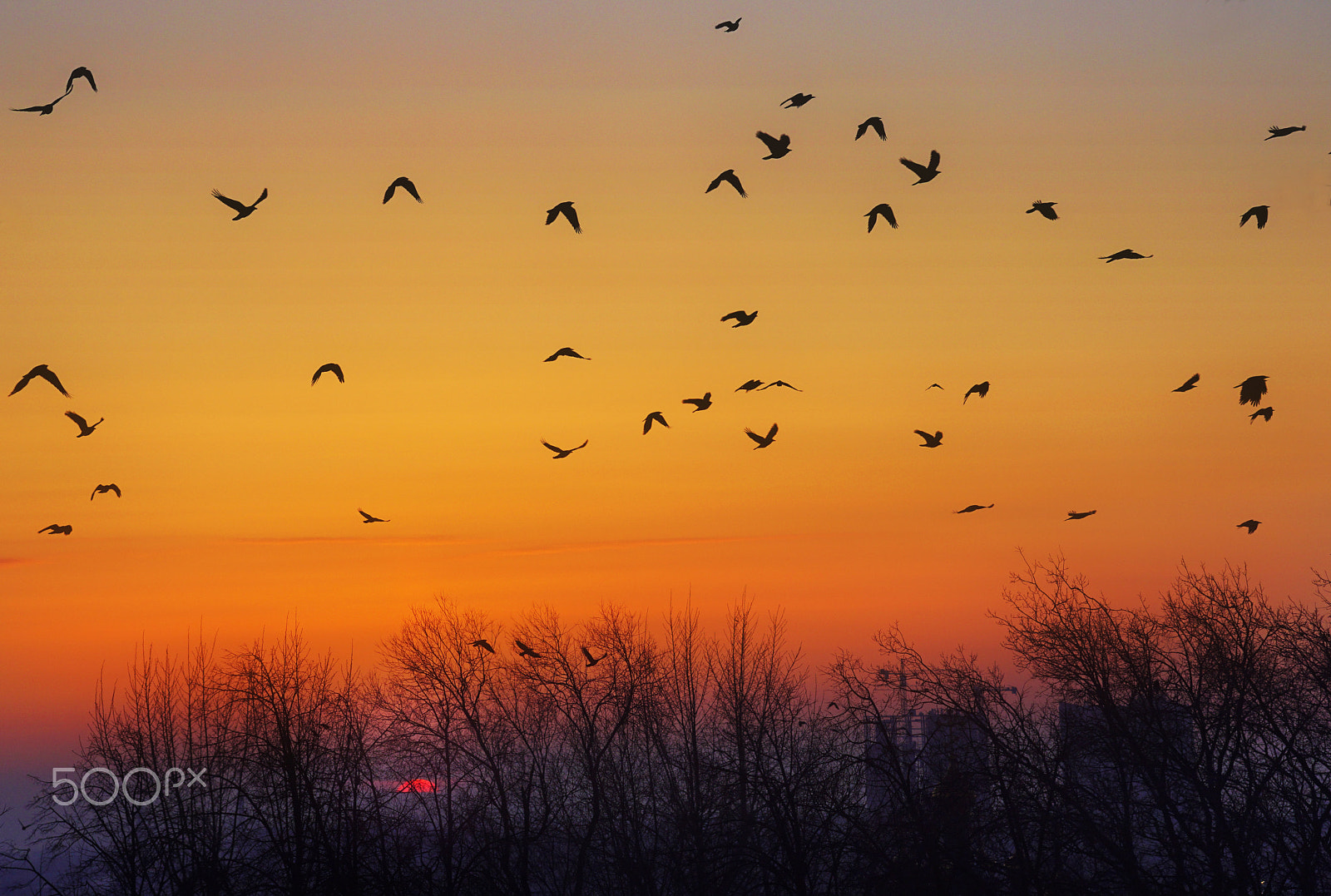 Sony SLT-A68 sample photo. Sunset birds photography