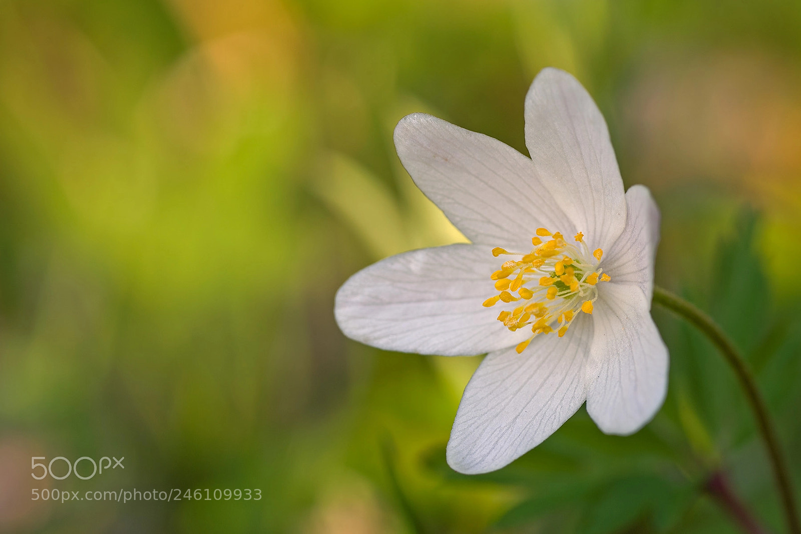 Pentax K20D sample photo. Dreaming of springtime photography