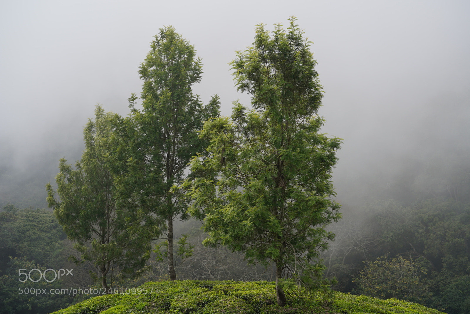 Sony a7R III sample photo. Munnar, kerala, india photography