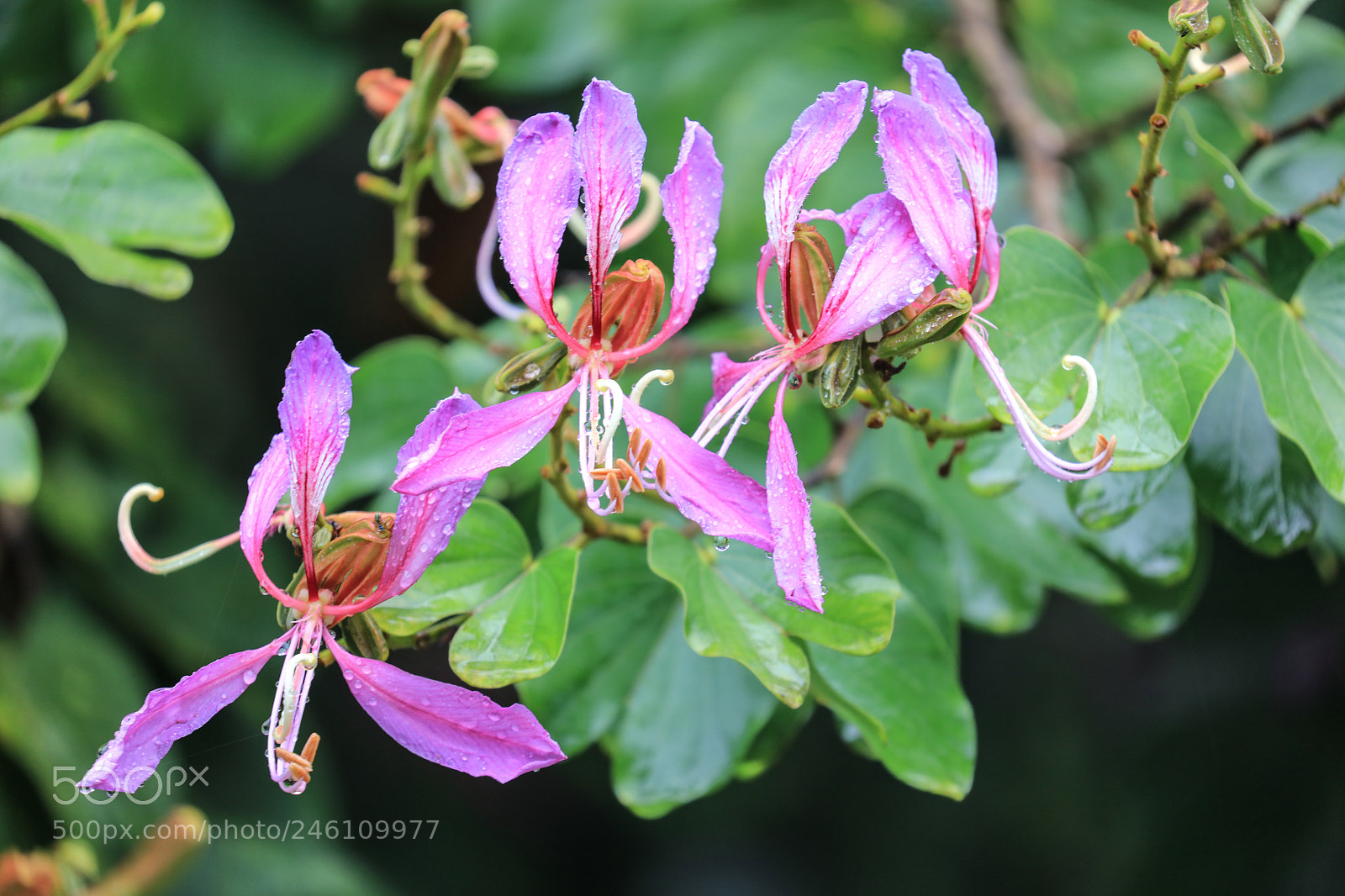 Canon EOS 5DS R sample photo. Flower garden photography