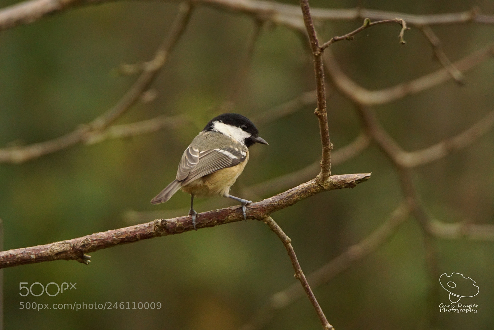 Sony ILCA-77M2 sample photo. Back garden coal tit photography