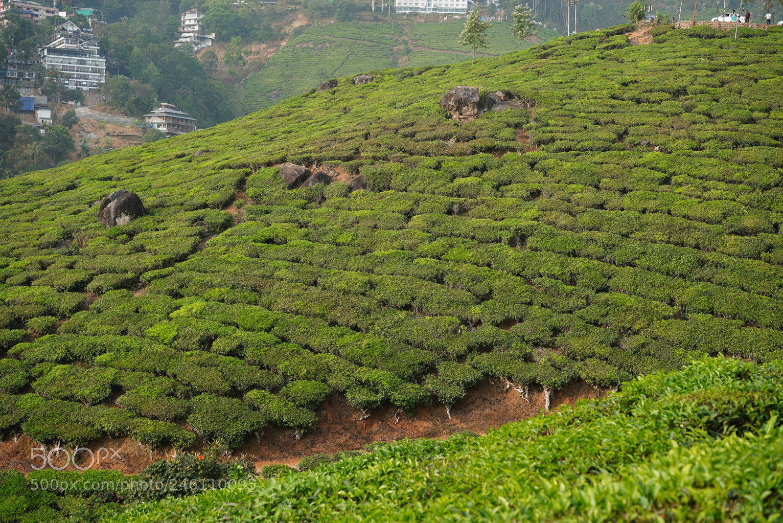 Sony a7R III sample photo. Munnar, kerala, india photography