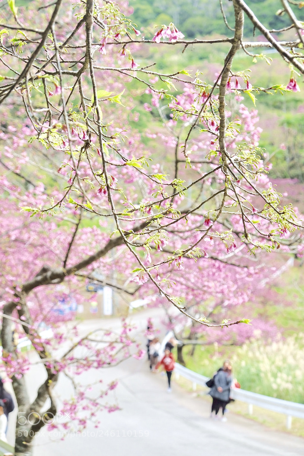 Fujifilm X-T2 sample photo. Spring has come photography
