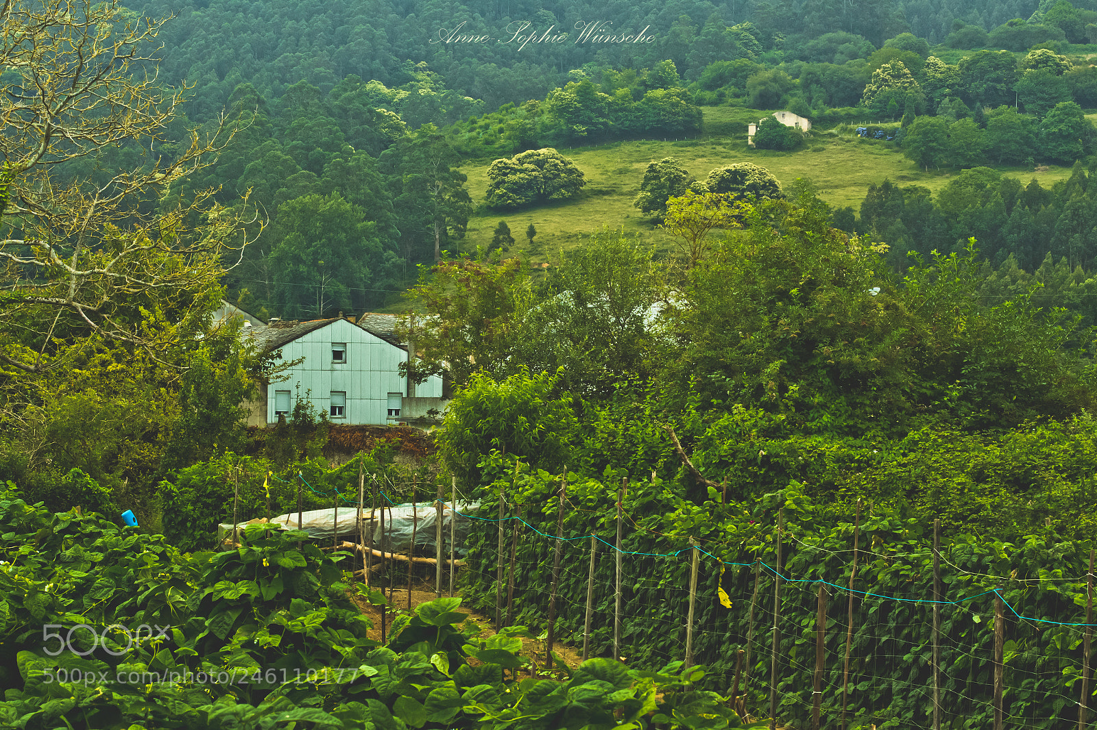 Canon EOS 700D (EOS Rebel T5i / EOS Kiss X7i) sample photo. Na verde photography