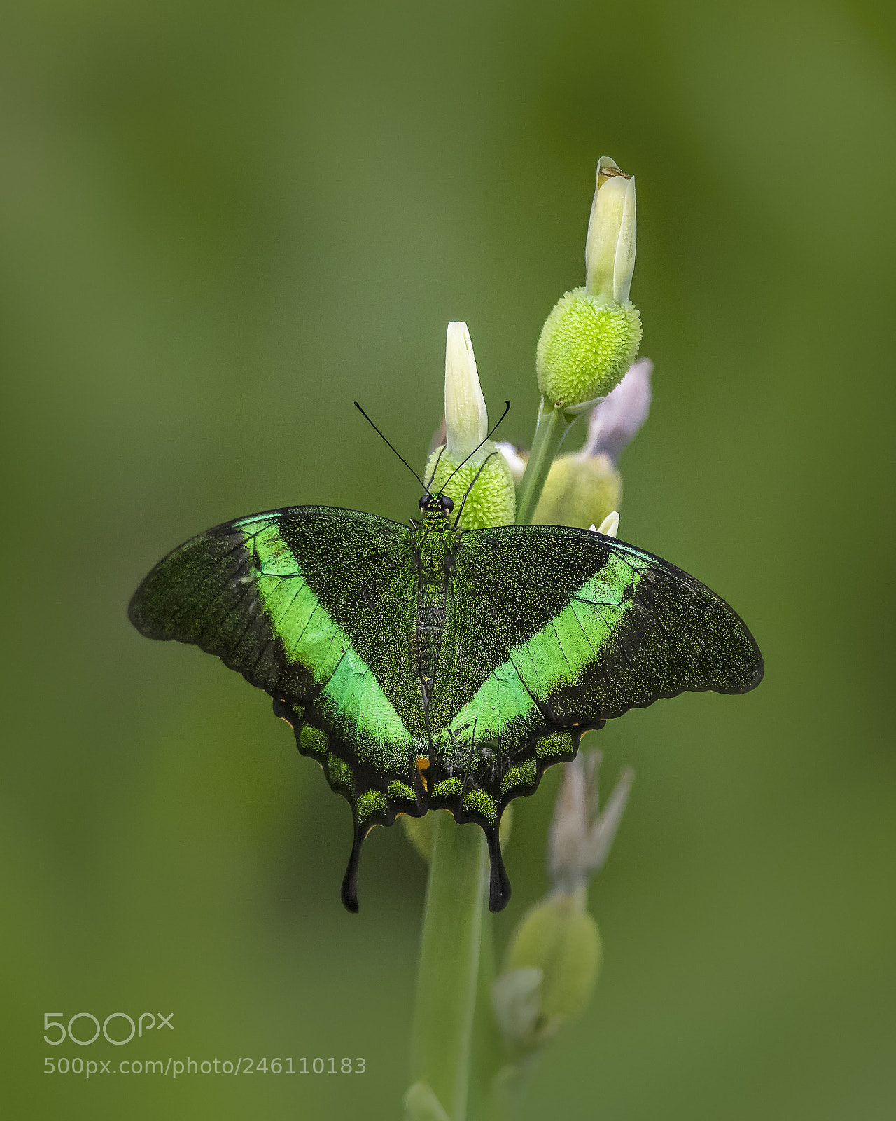 Nikon D810 sample photo. Butterfly photography