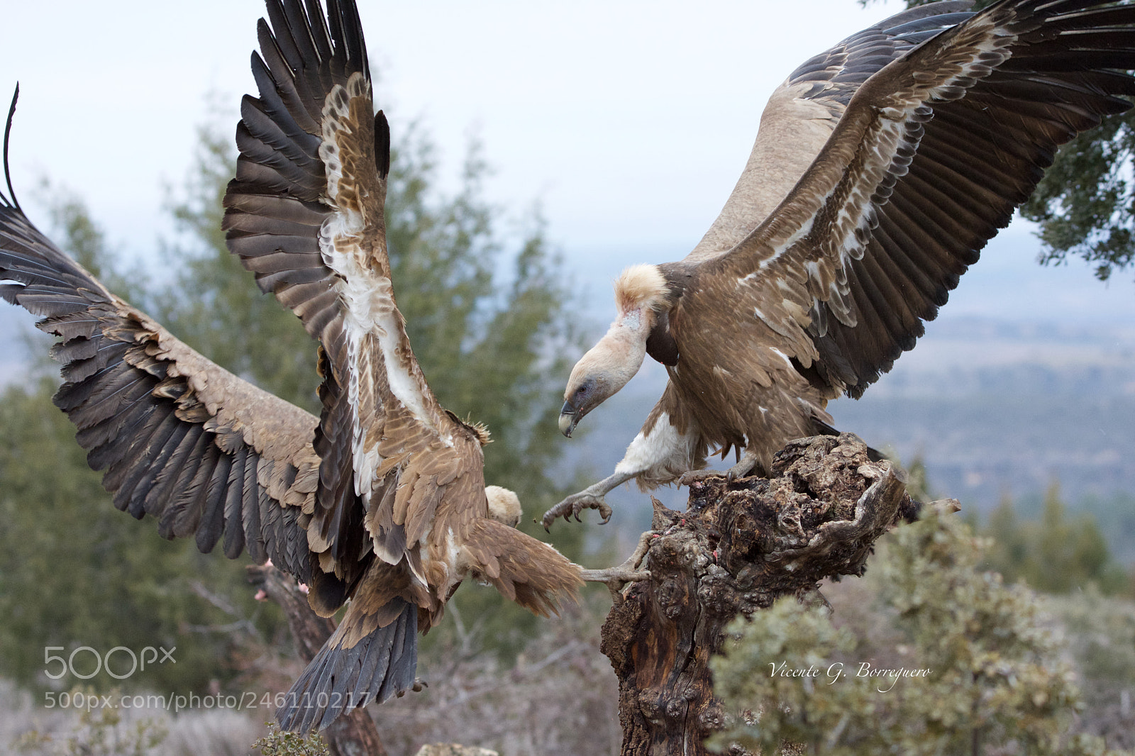 Nikon D7200 sample photo. Gyps fulvus photography