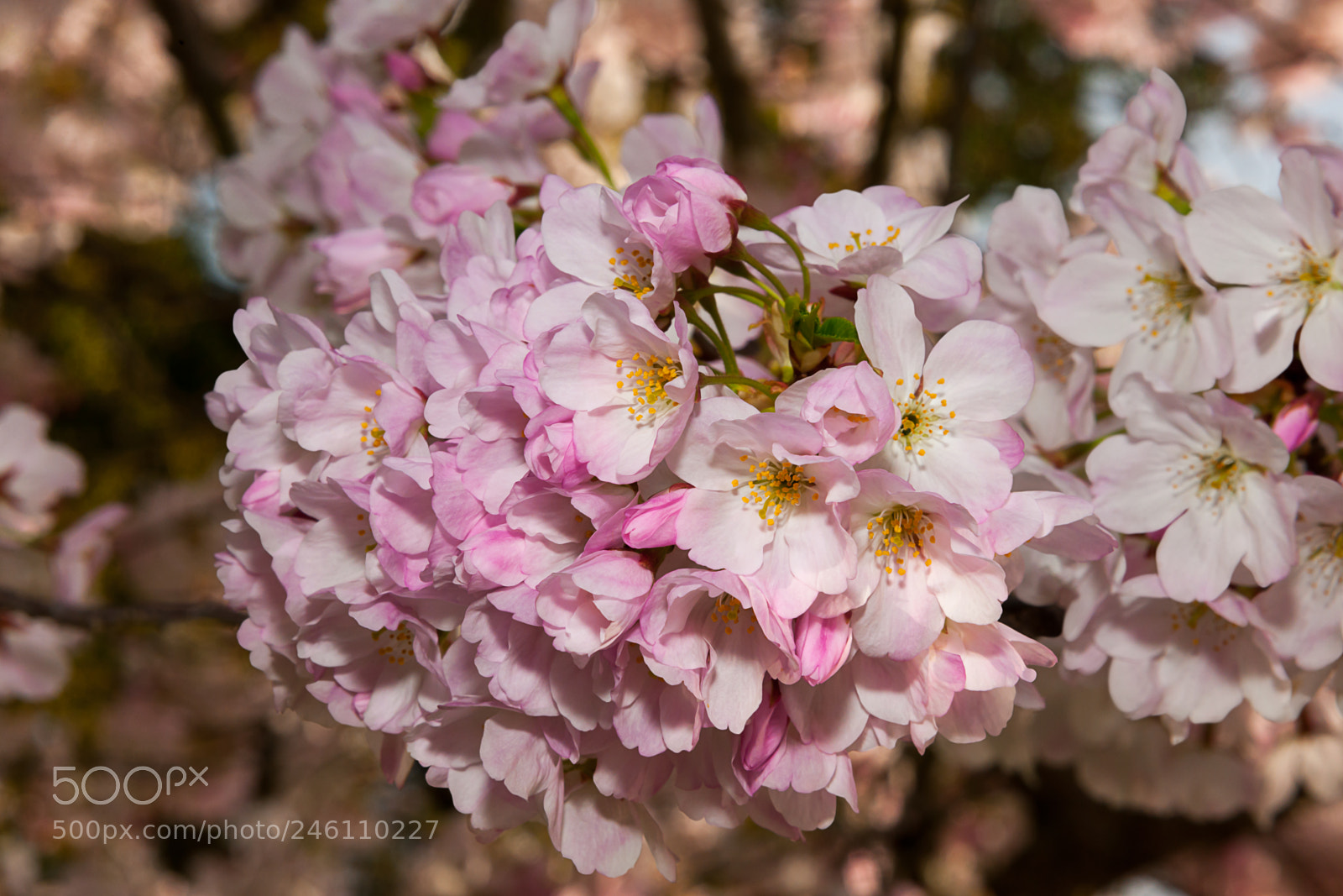 Nikon D3X sample photo. Cupertino memorial park cherry photography