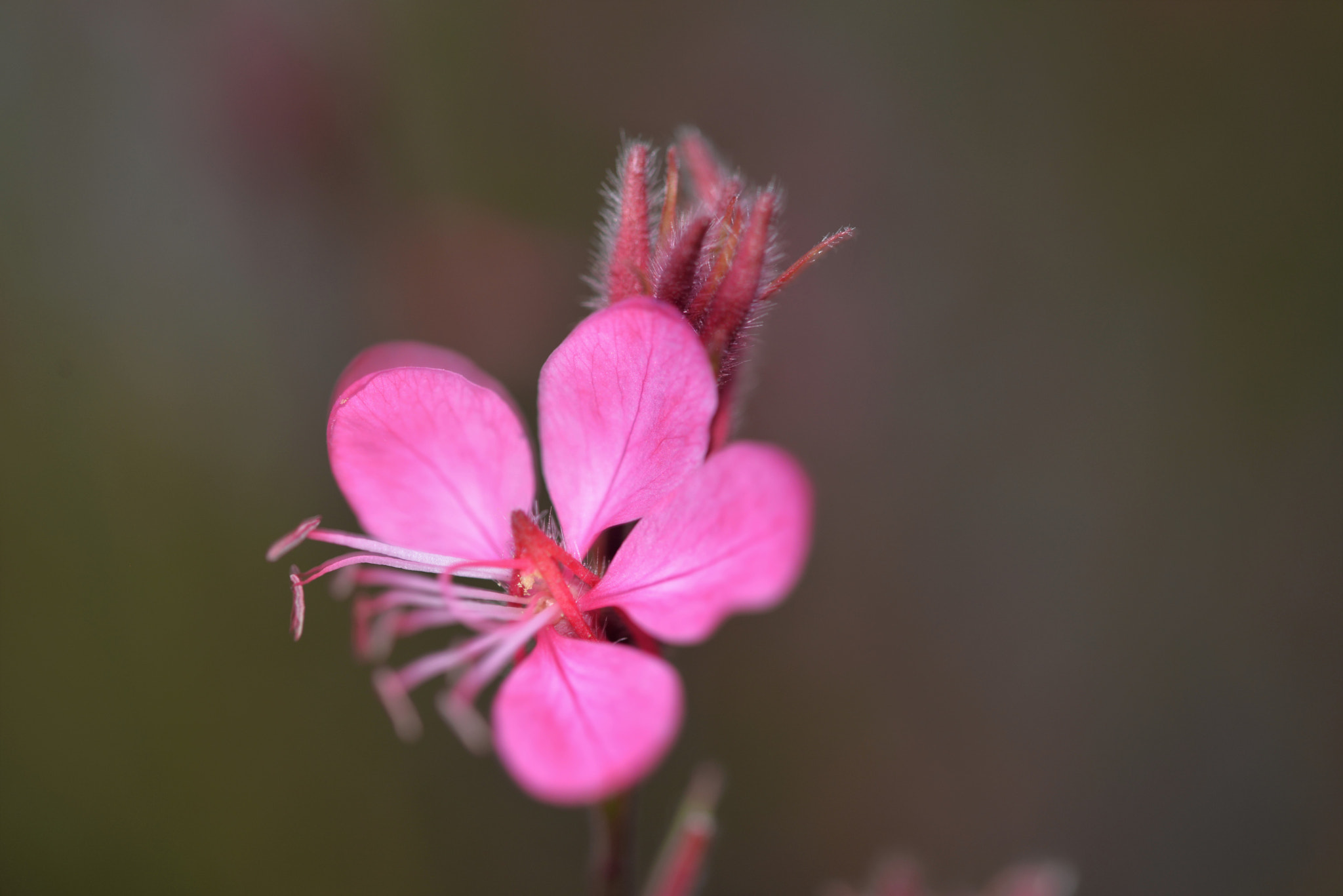 Nikon D610 + Sigma 105mm F2.8 EX DG OS HSM sample photo