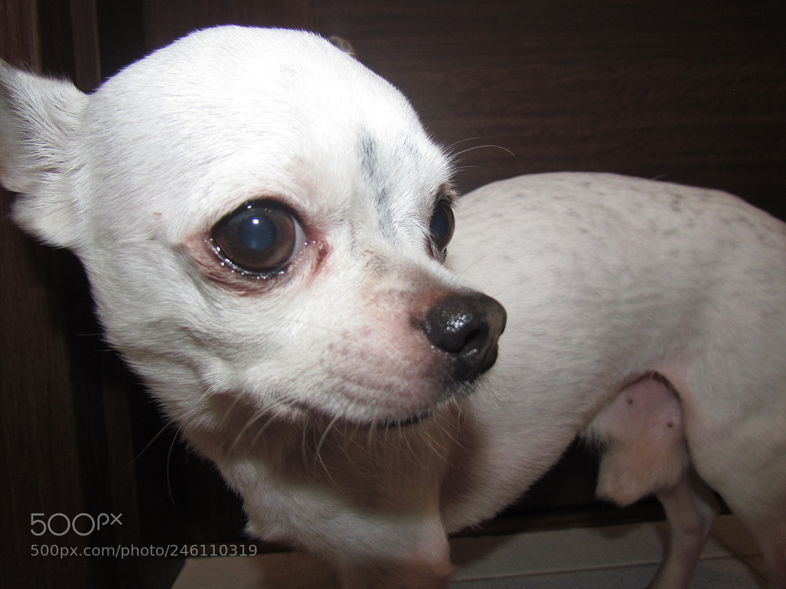 Canon PowerShot SX30 IS sample photo. Img photography