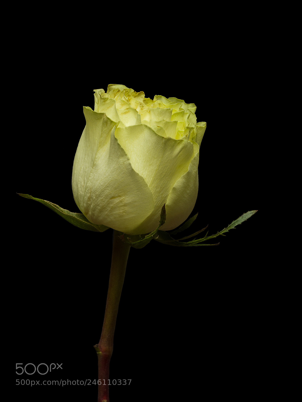 Olympus OM-D E-M1 sample photo. Yellow rose 03 photography