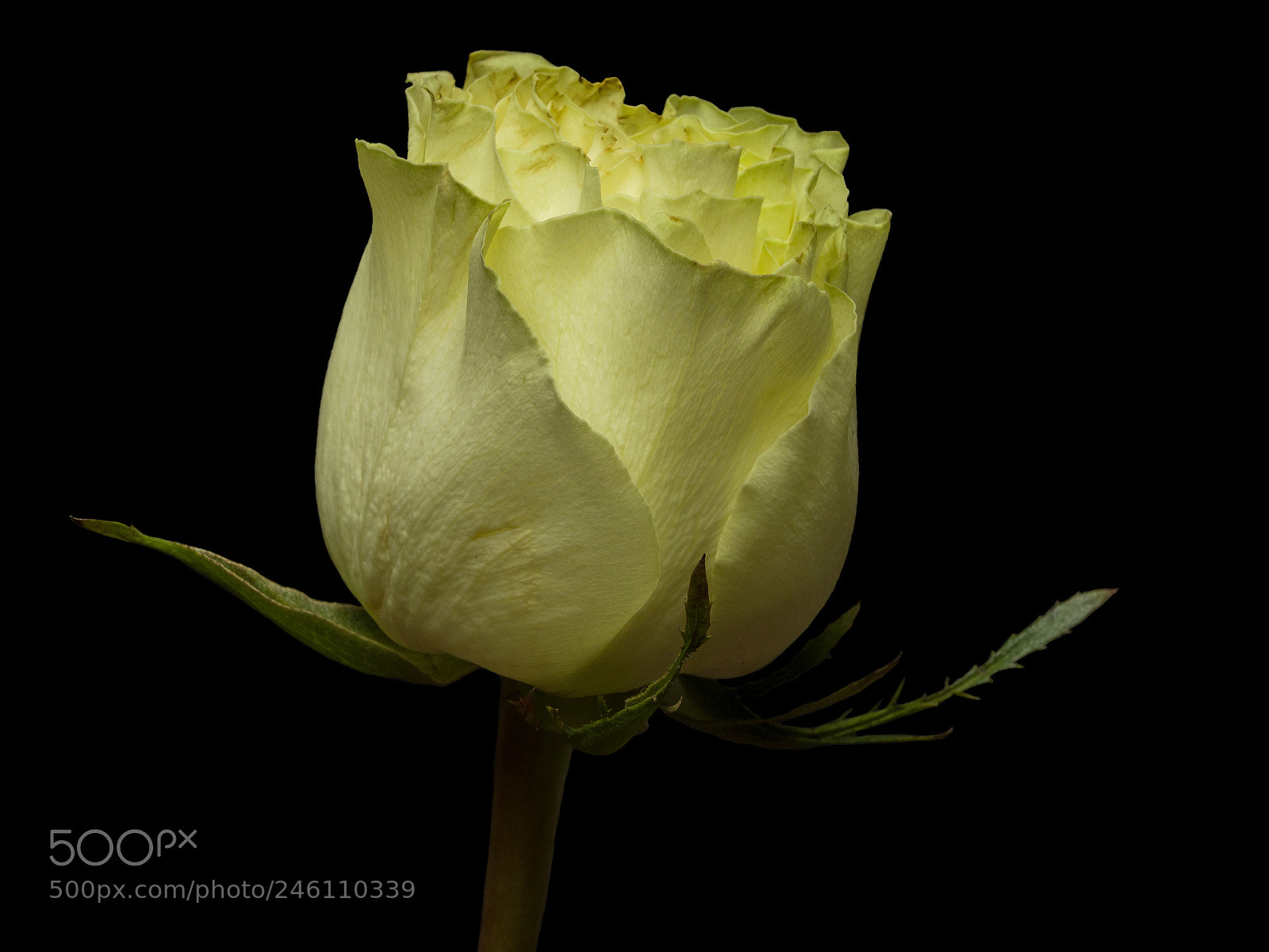 Olympus OM-D E-M1 sample photo. Yellow rose 04 photography