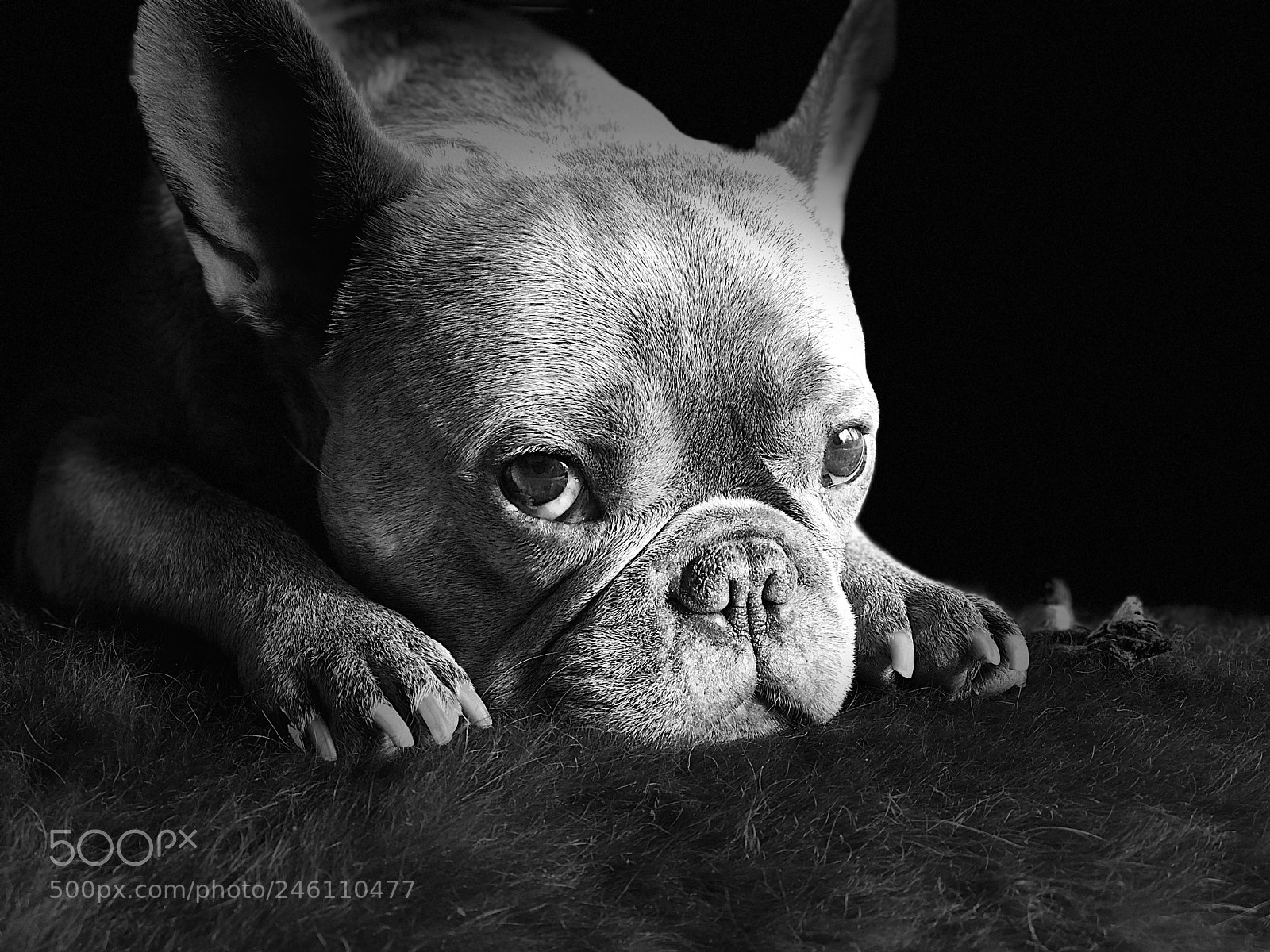 Apple iPhone 8 Plus sample photo. My lovely dog paul photography
