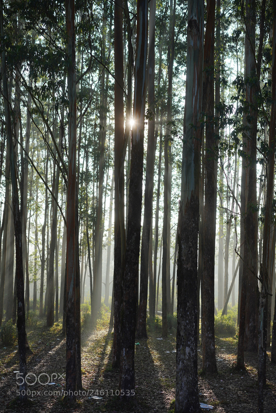 Sony a7R III sample photo. Munnar, eucalyptus forest photography