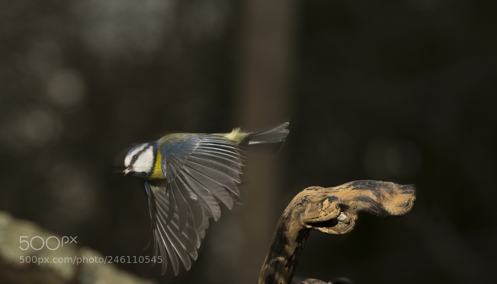Nikon D7100 sample photo. A la fuga photography