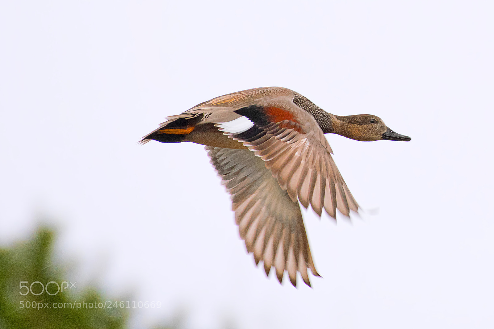 Nikon D500 sample photo. Gadwall photography