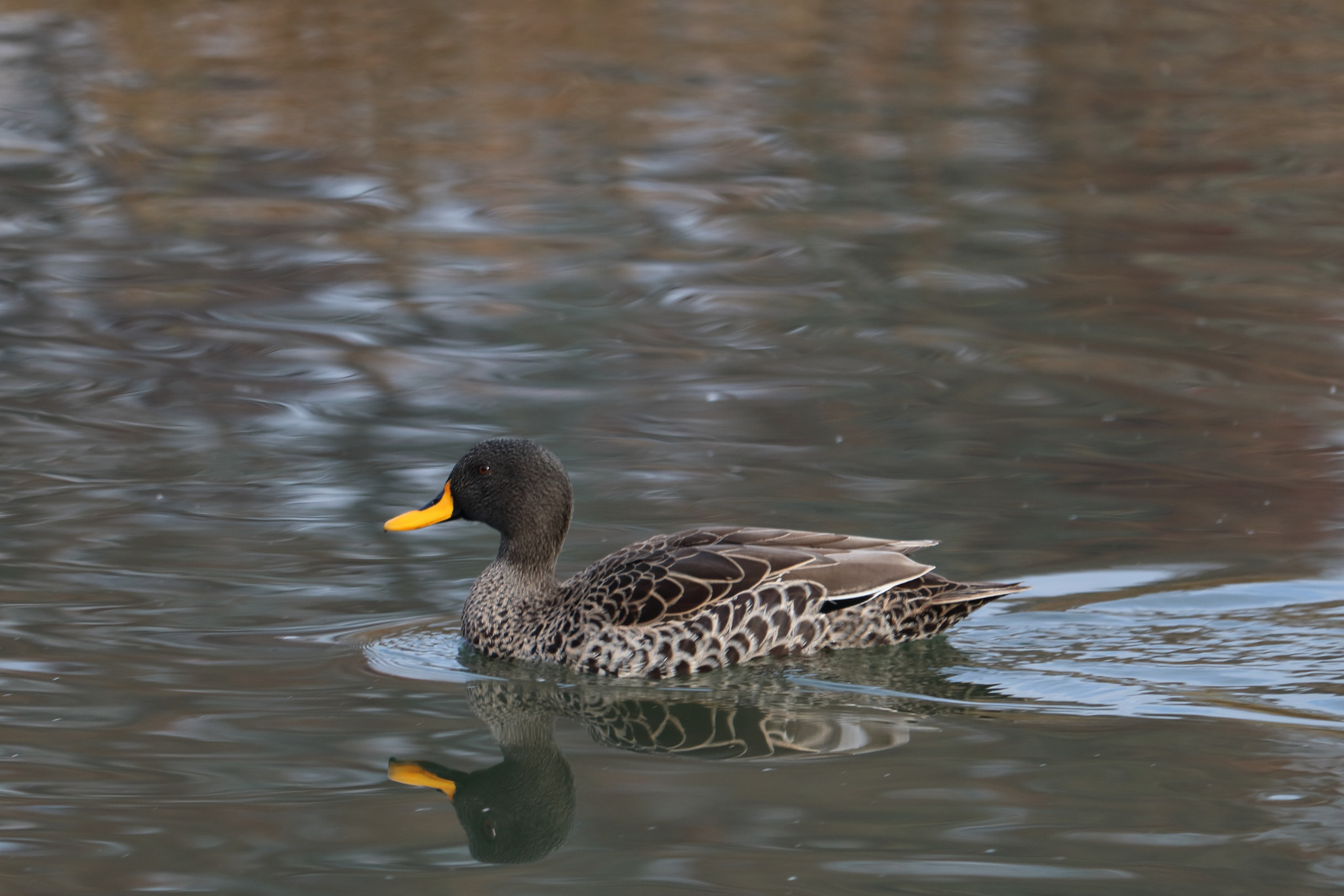 Canon EOS 750D (EOS Rebel T6i / EOS Kiss X8i) + Canon EF-S 55-250mm F4-5.6 IS STM sample photo. Lyonnais duck, two for one special! photography