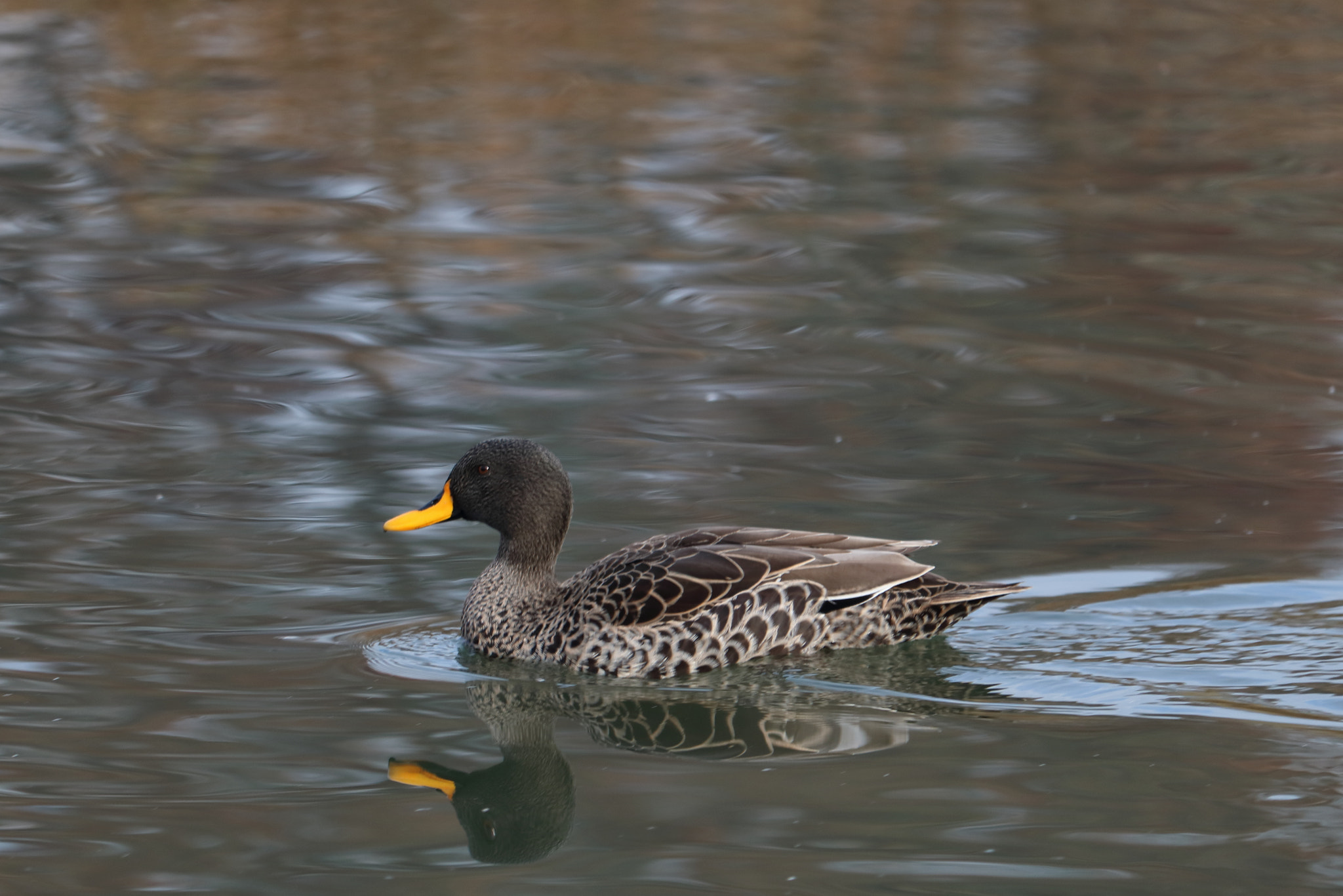 Canon EF-S 55-250mm F4-5.6 IS STM sample photo. Lyonnais duck, two for one special! photography