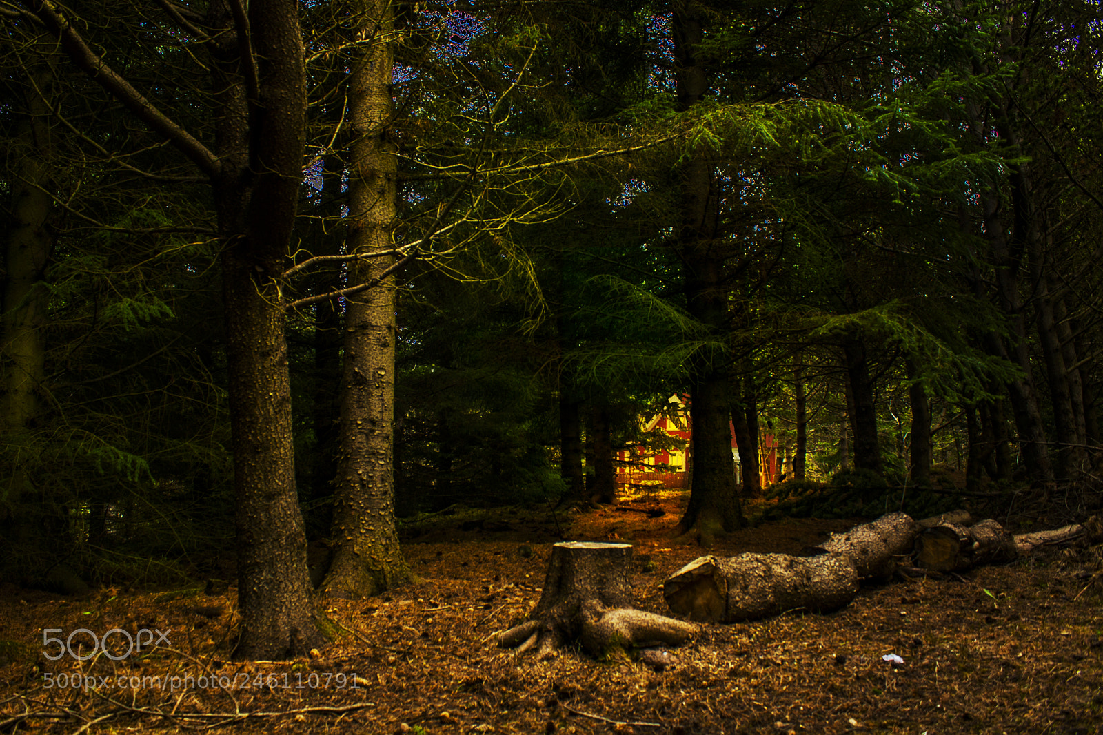Canon EOS 1000D (EOS Digital Rebel XS / EOS Kiss F) sample photo. Cottage in forest photography