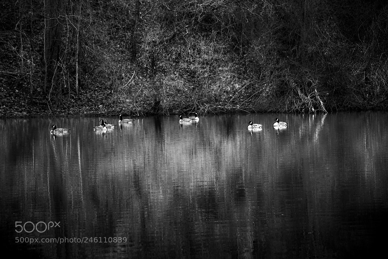 Nikon D7100 sample photo. The gathering photography