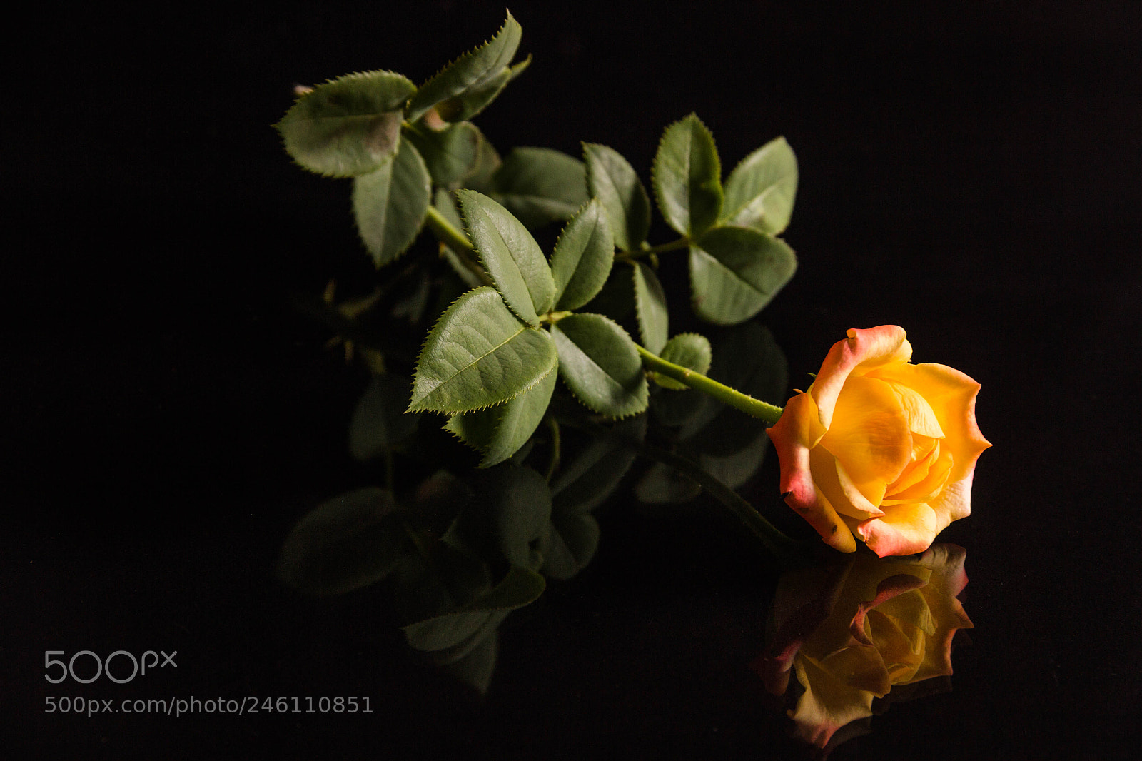 Canon EOS 600D (Rebel EOS T3i / EOS Kiss X5) sample photo. Rose reflection photography