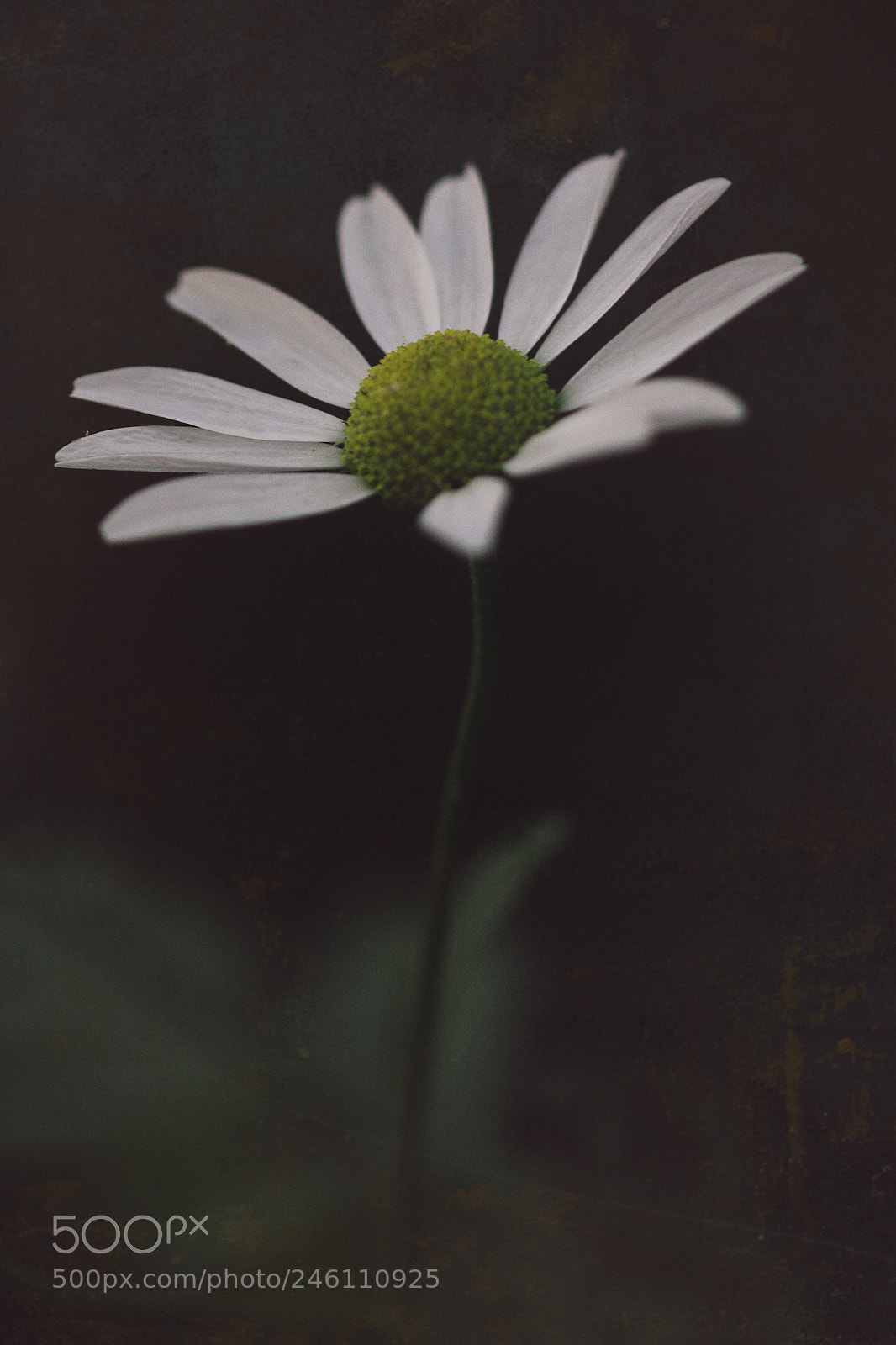 Canon EOS 650D (EOS Rebel T4i / EOS Kiss X6i) sample photo. Blossom photography