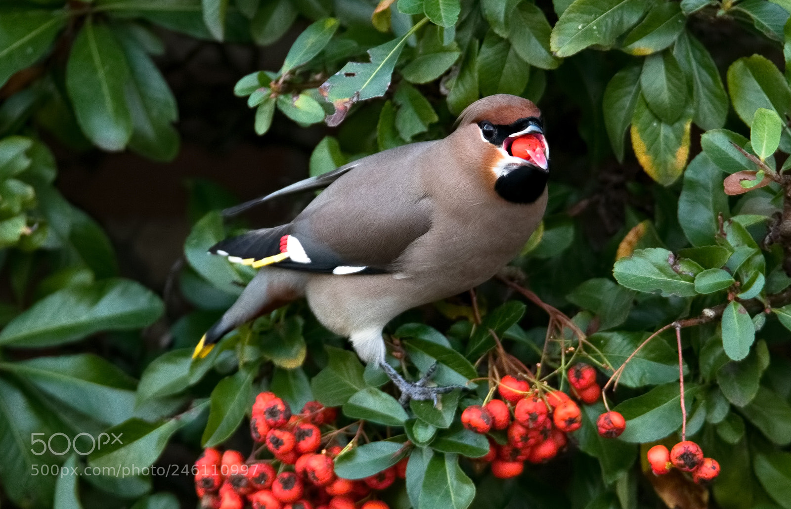 Canon EOS 7D Mark II sample photo. Waxwing photography