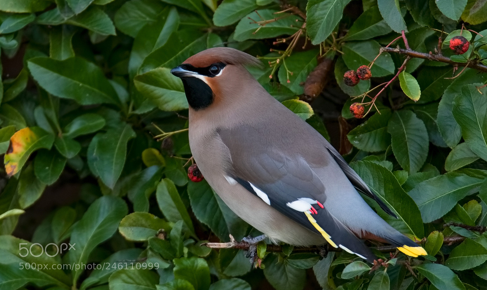 Canon EOS 7D Mark II sample photo. Waxwing photography