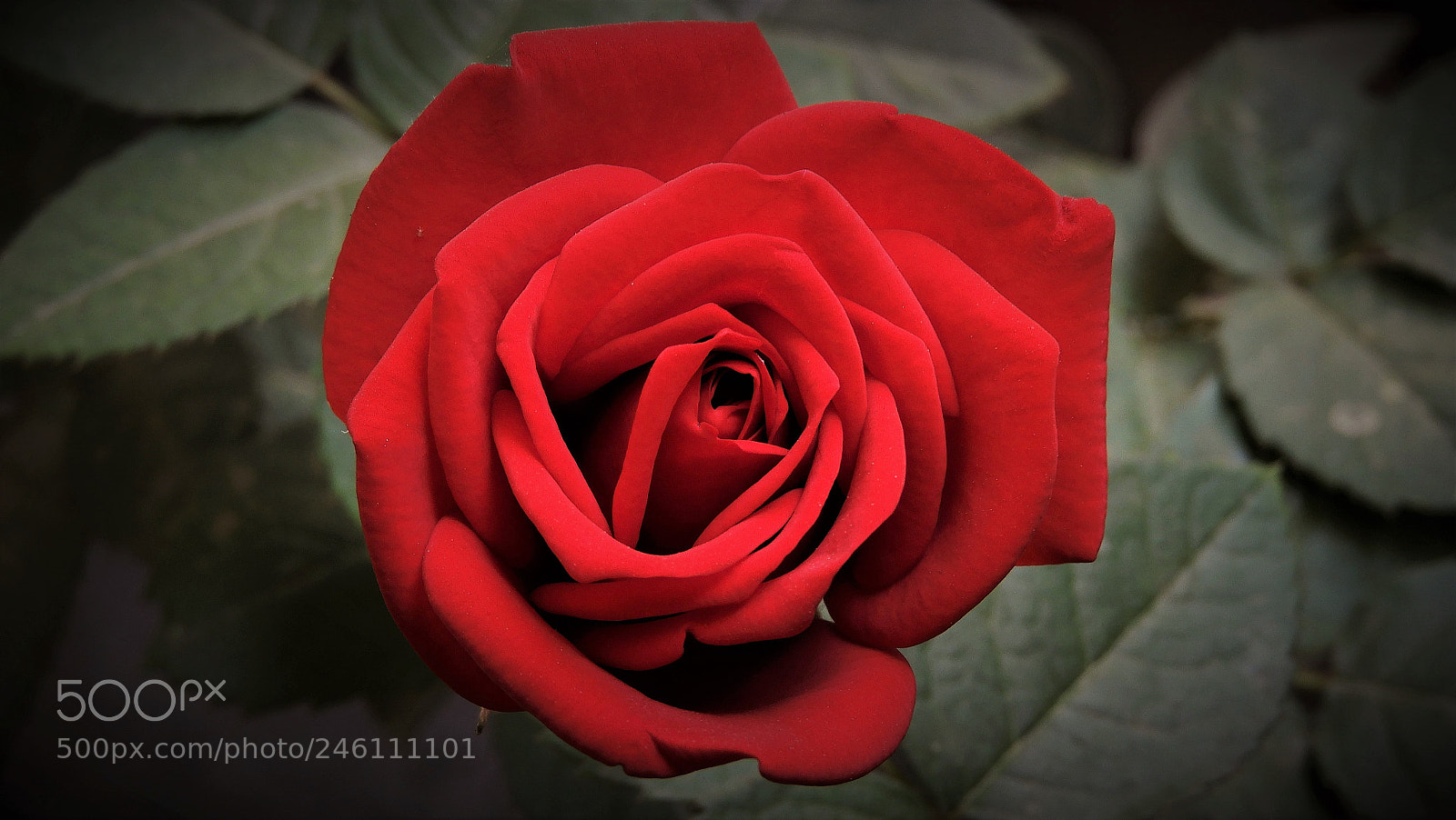 Nikon Coolpix B700 sample photo. Red rose photography