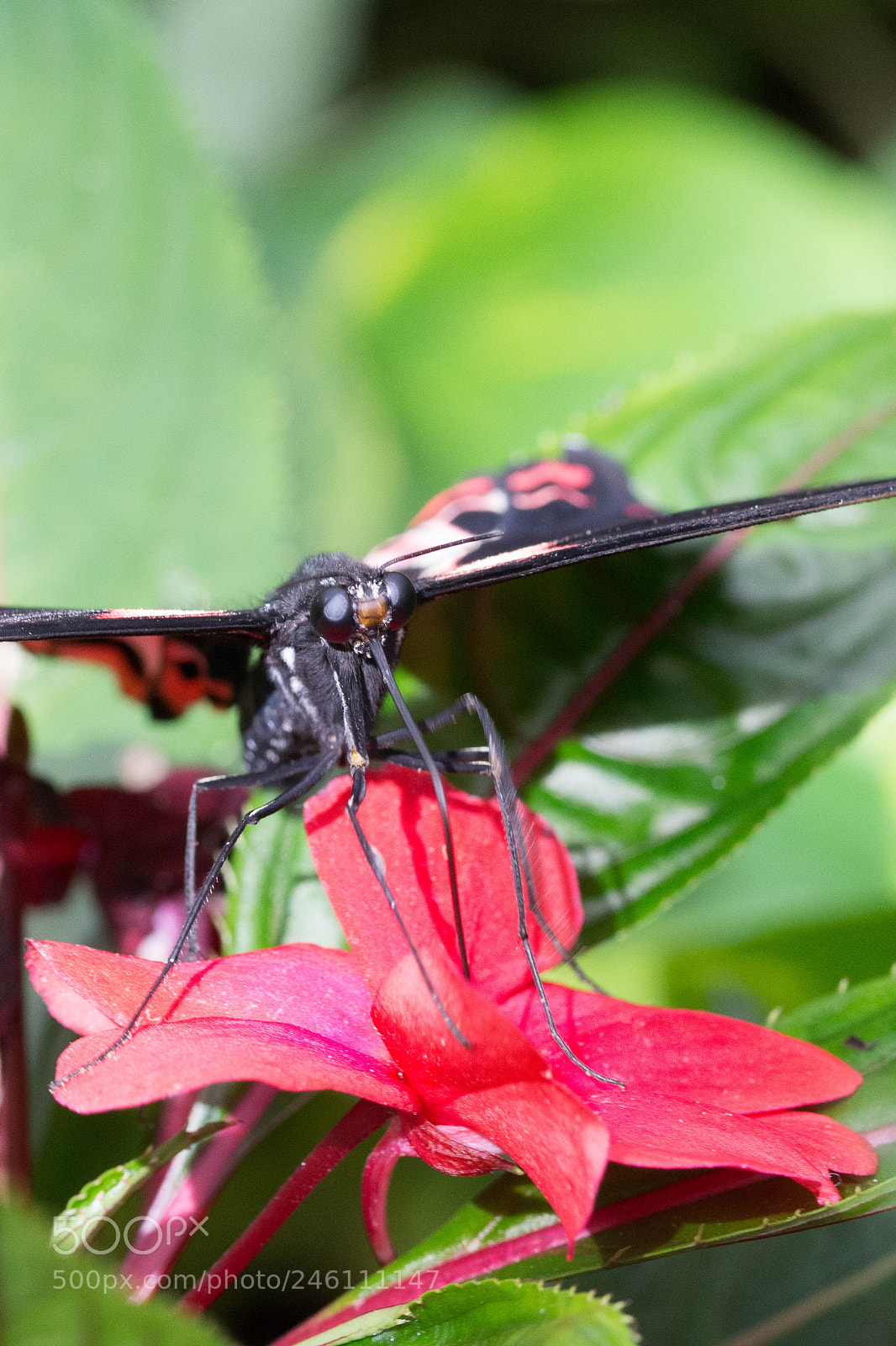 Nikon D7200 sample photo. Butterfly photography