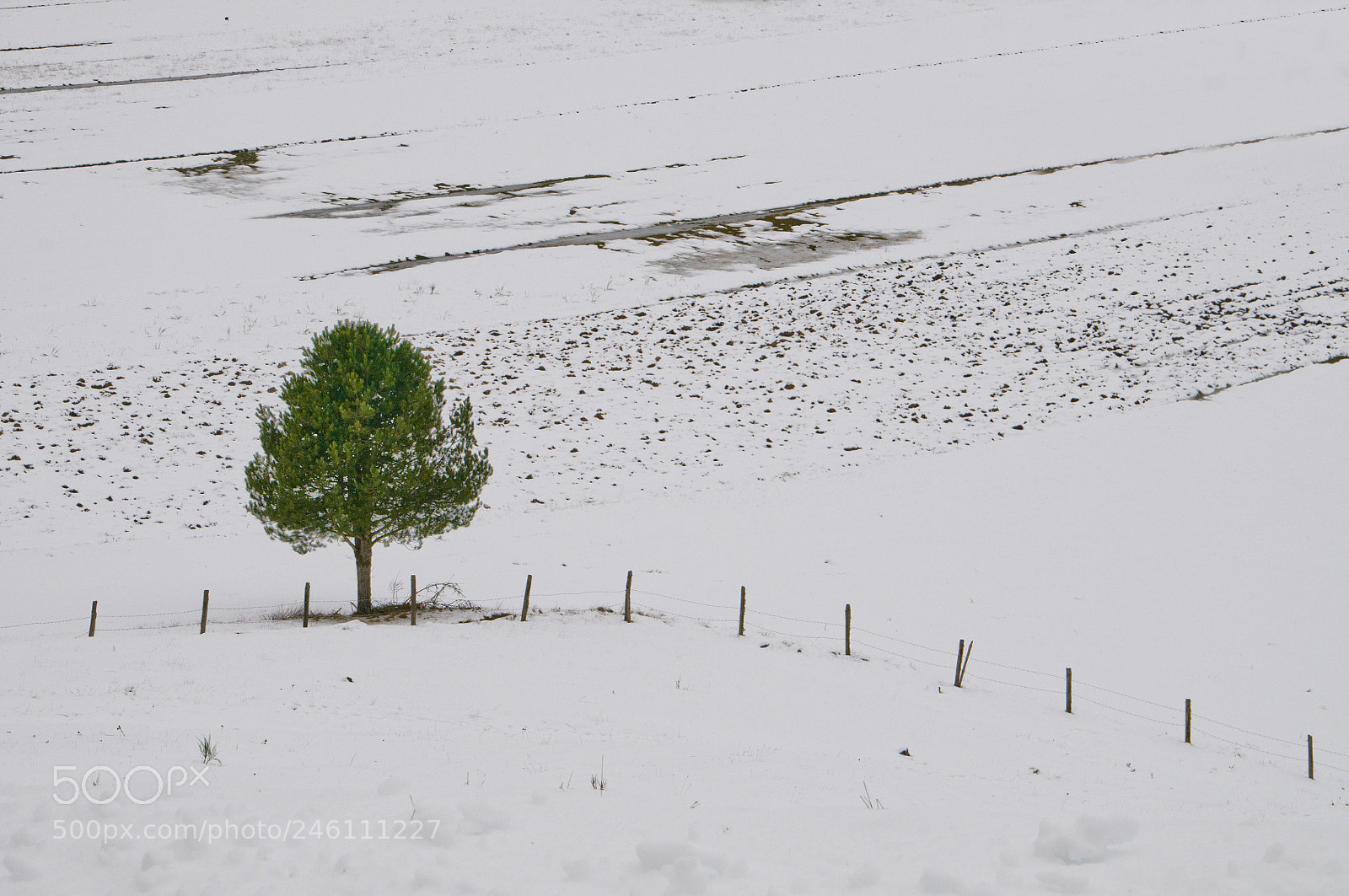 Nikon D300 sample photo. Lonely tree photography