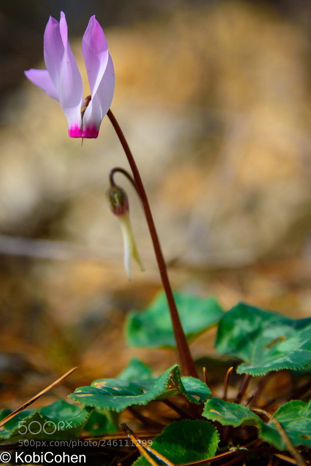 Nikon D5600 sample photo. The flower container photography