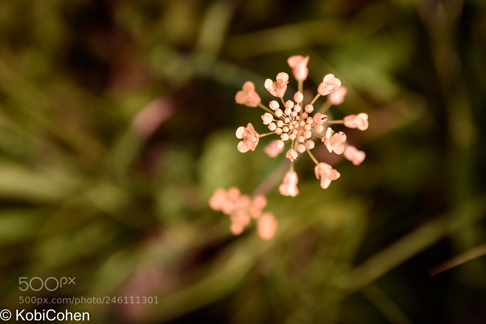 Nikon D5600 sample photo. A pink flower photography
