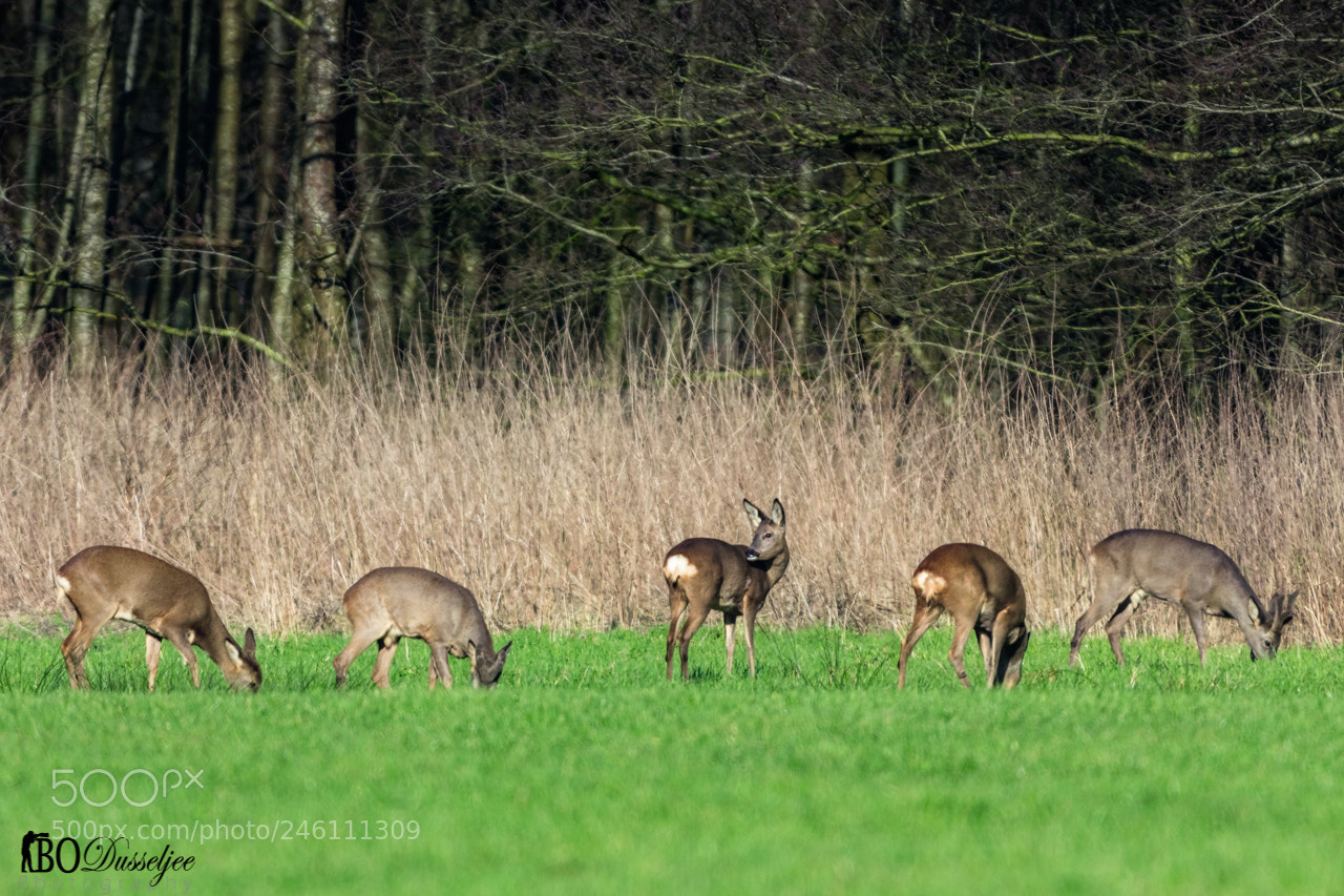 Canon EOS 80D sample photo. Deer in field photography