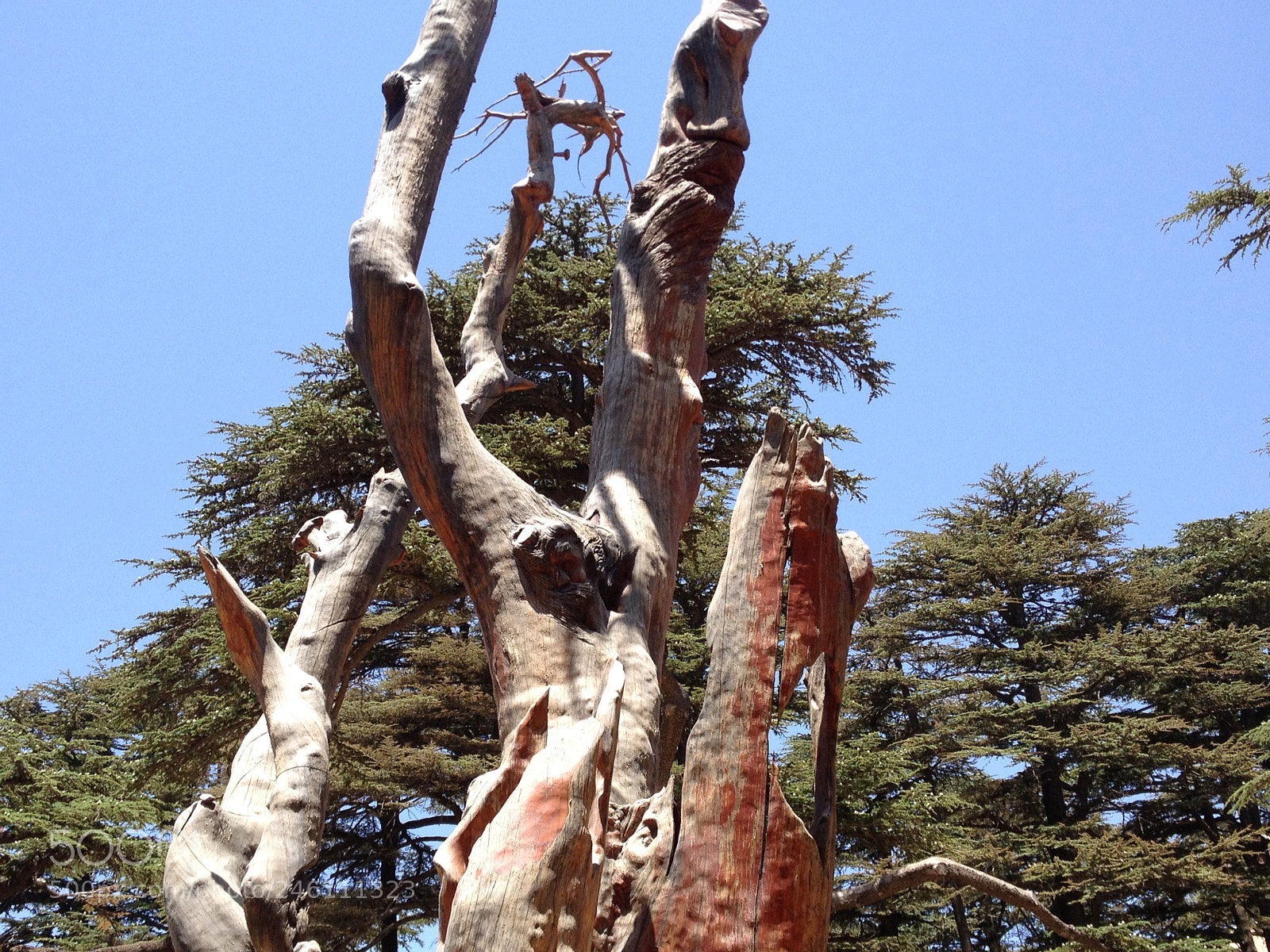 Apple iPhone 4S sample photo. Even in death, nature photography