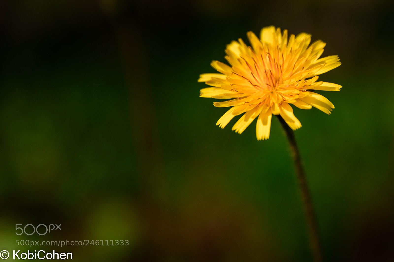 Nikon D5600 sample photo. A flower photography