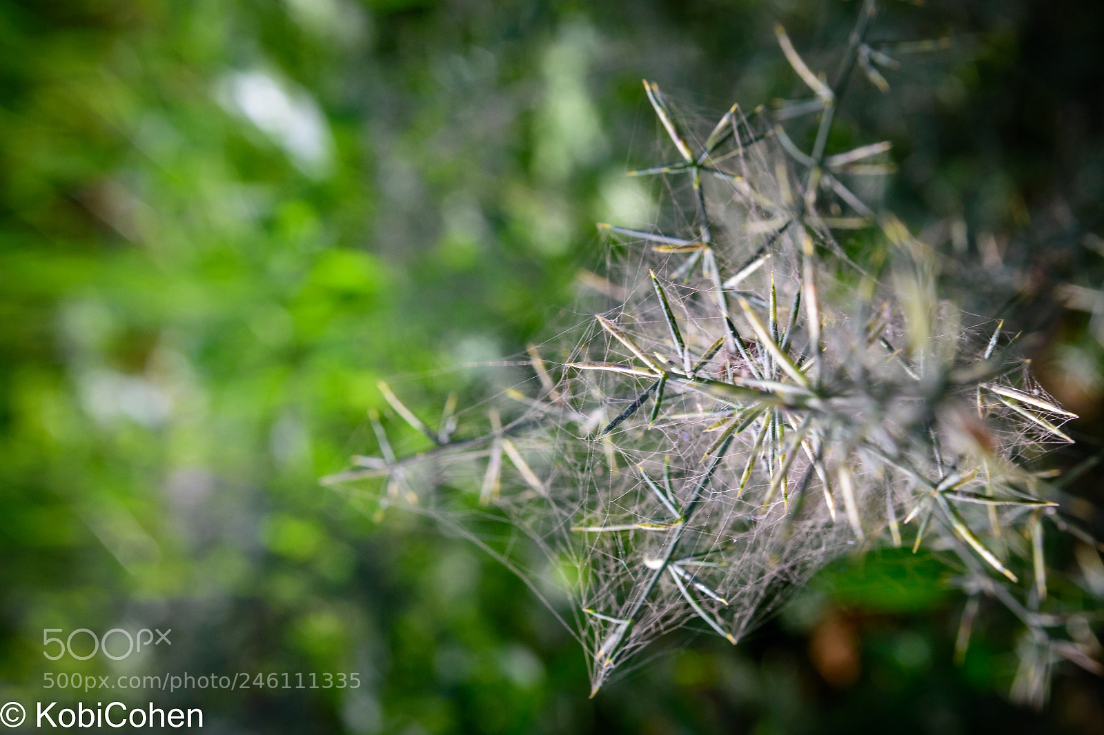 Nikon D5600 sample photo. Thorns on the tree photography
